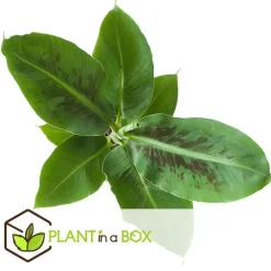 Plant in a Box Kamerplantenset - Set van 4 - Hoogte 25-40cm - ⌀12cm