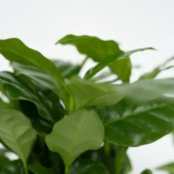 Plant in a Box Kamerplantenset - Set van 4 - Hoogte 25-40cm - ⌀12cm