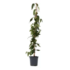 Plant in a Box Kamperfoelie - Lonicera henryi 'Copper Beauty' - Hoogte 110-120cm - ⌀17cm
