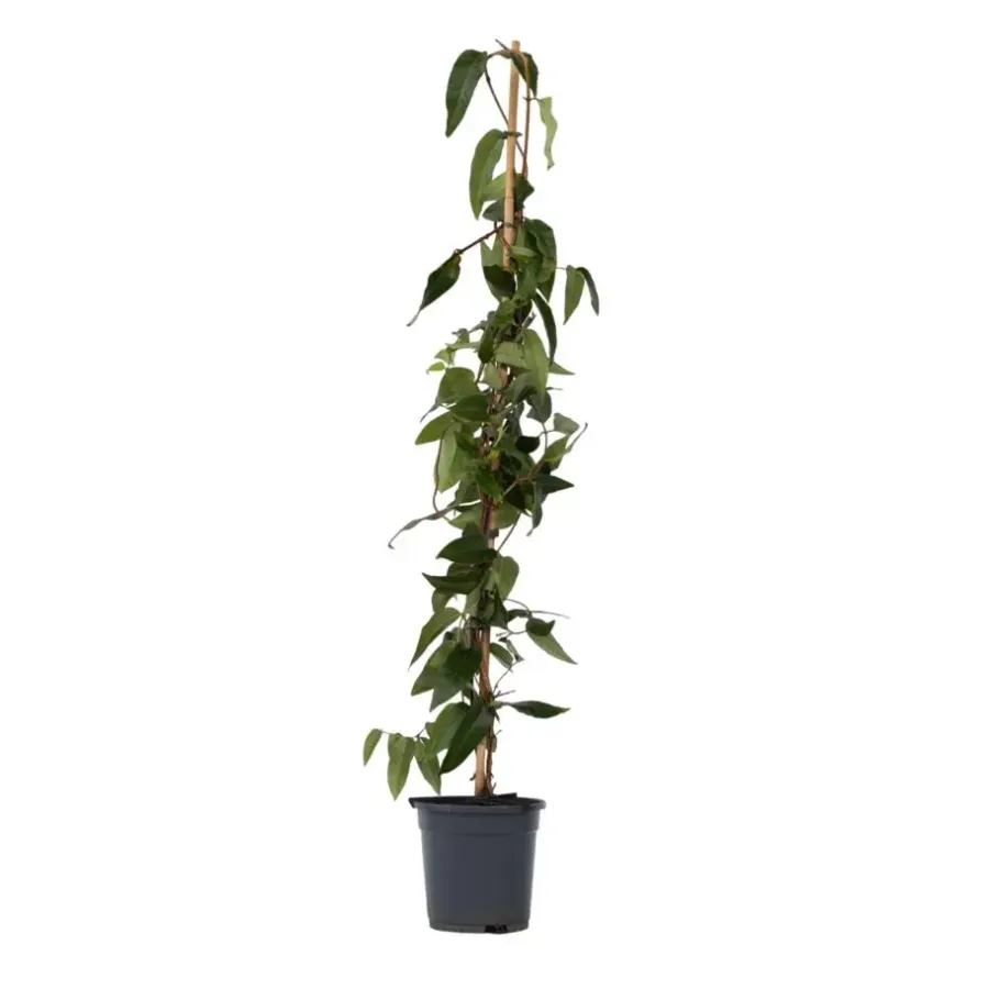 Plant in a Box Kamperfoelie - Lonicera henryi 'Copper Beauty' - Hoogte 110-120cm - ⌀17cm