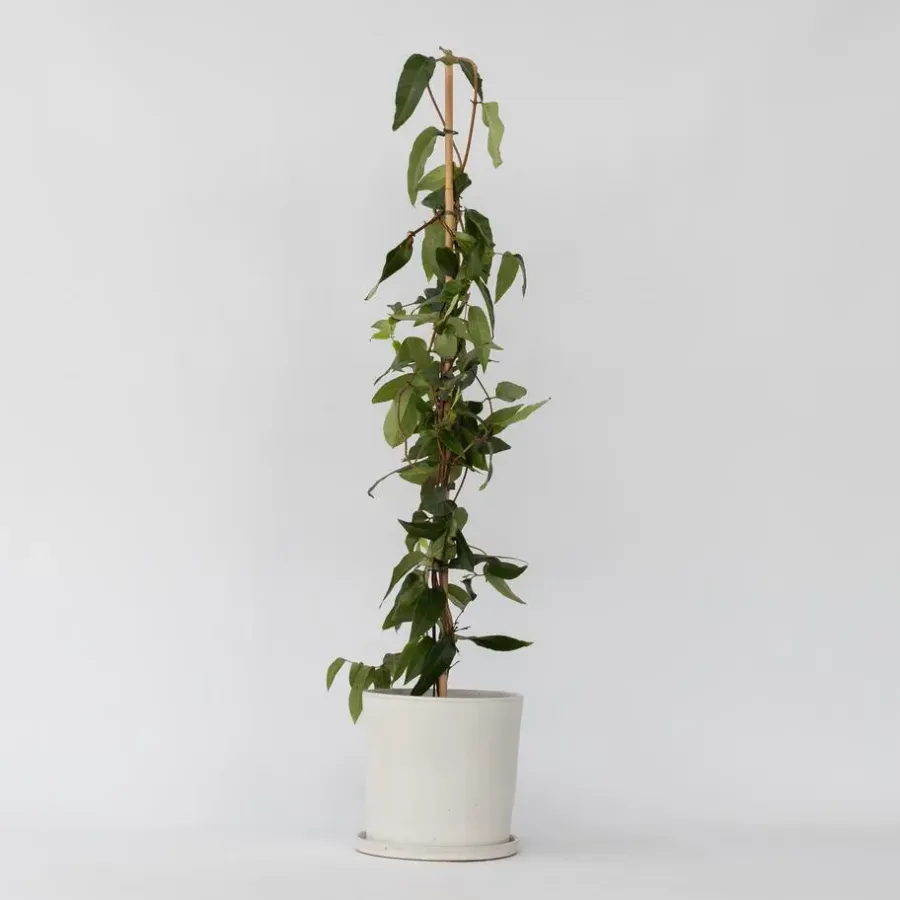 Plant in a Box Kamperfoelie - Lonicera henryi 'Copper Beauty' - Hoogte 110-120cm - ⌀17cm