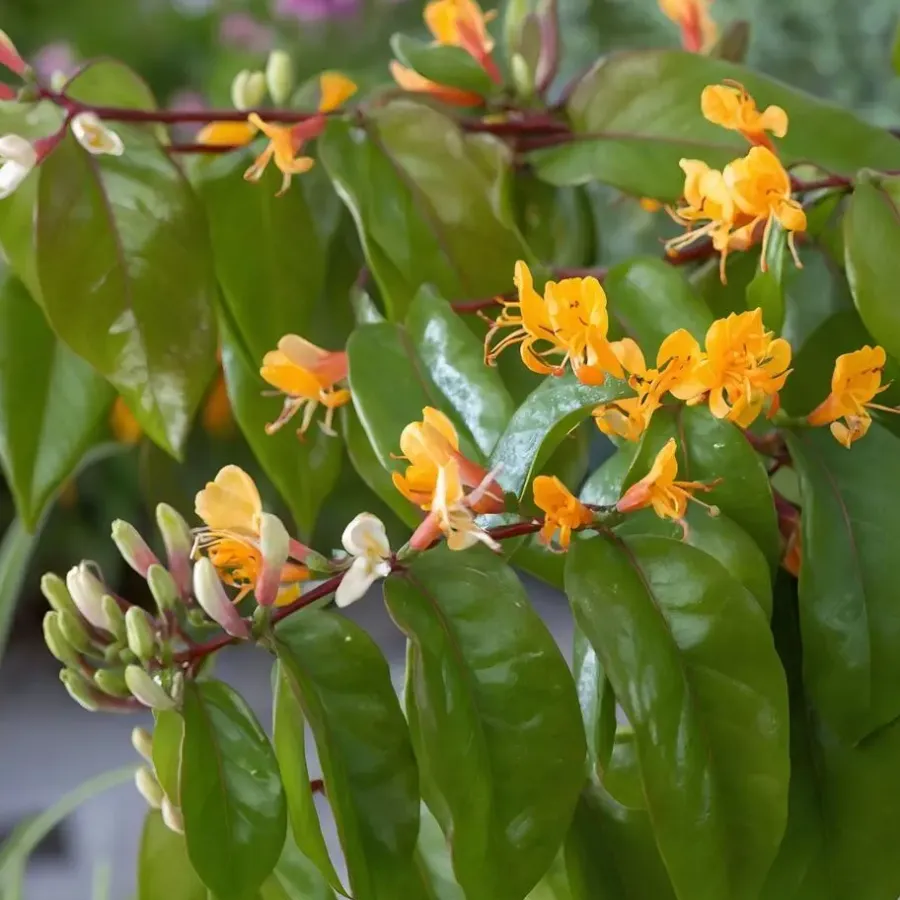 Plant in a Box Kamperfoelie - Lonicera henryi 'Copper Beauty' - Hoogte 110-120cm - ⌀17cm