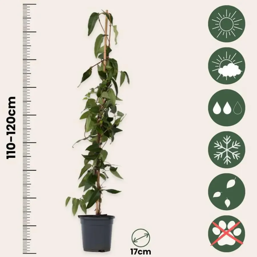 Plant in a Box Kamperfoelie - Lonicera henryi 'Copper Beauty' - Hoogte 110-120cm - ⌀17cm