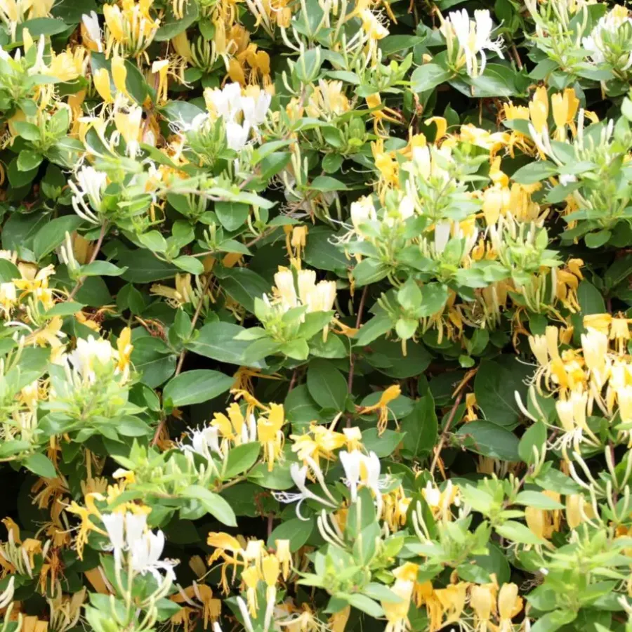 Plant in a Box Kamperfoelie - Lonicera henryi 'Copper Beauty' - Hoogte 110-120cm - ⌀17cm