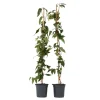 Planten|Tuinplanten-Plant in a Box Kamperfoelie - Set van 2 - Lonicera 'Copper Beauty' - Hoogte 110-120cm - ⌀17cm