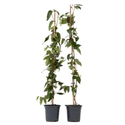 Planten|Tuinplanten-Plant in a Box Kamperfoelie - Set van 2 - Lonicera 'Copper Beauty' - Hoogte 110-120cm - ⌀17cm