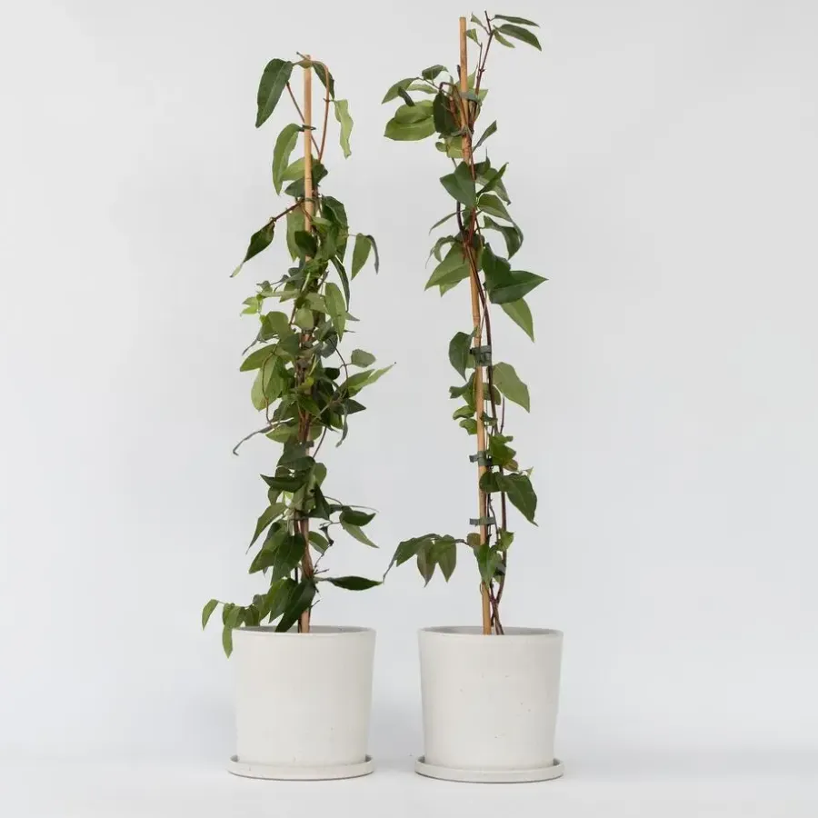 Planten|Tuinplanten-Plant in a Box Kamperfoelie - Set van 2 - Lonicera 'Copper Beauty' - Hoogte 110-120cm - ⌀17cm