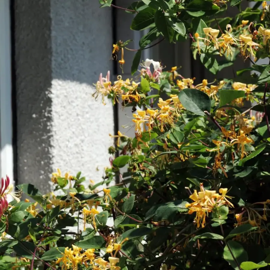Planten|Tuinplanten-Plant in a Box Kamperfoelie - Set van 2 - Lonicera 'Copper Beauty' - Hoogte 110-120cm - ⌀17cm