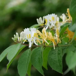 Planten|Tuinplanten-Plant in a Box Kamperfoelie - Set van 2 - Lonicera 'Copper Beauty' - Hoogte 110-120cm - ⌀17cm