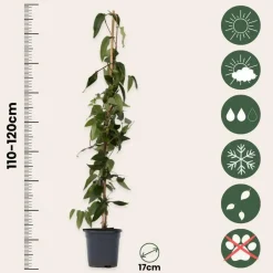 Planten|Tuinplanten-Plant in a Box Kamperfoelie - Set van 2 - Lonicera 'Copper Beauty' - Hoogte 110-120cm - ⌀17cm