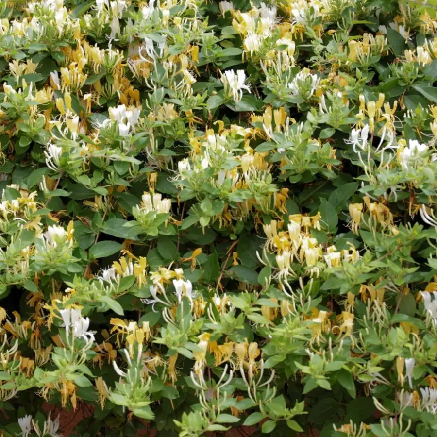 Planten|Tuinplanten-Plant in a Box Kamperfoelie - Set van 2 - Lonicera 'Copper Beauty' - Hoogte 110-120cm - ⌀17cm