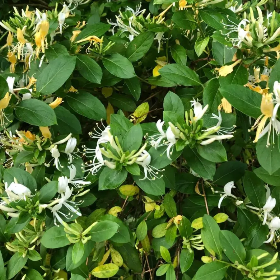 Planten|Tuinplanten-Plant in a Box Kamperfoelie - Set van 2 - Lonicera 'Copper Beauty' - Hoogte 110-120cm - ⌀17cm
