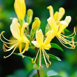 Planten|Tuinplanten-Plant in a Box Kamperfoelie - Set van 2 - Lonicera 'Copper Beauty' - Hoogte 110-120cm - ⌀17cm