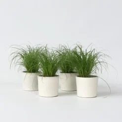 Plant in a Box Kattengras - Set van 4 - Cyperus zumula - Hoogte 30-40cm - ⌀12cm