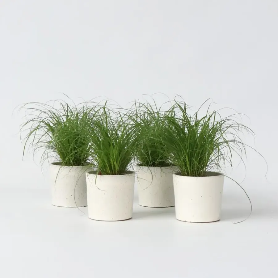 Plant in a Box Kattengras - Set van 4 - Cyperus zumula - Hoogte 30-40cm - ⌀12cm