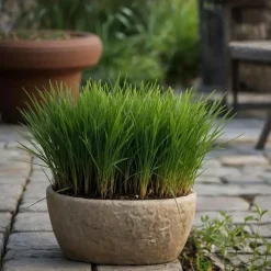Plant in a Box Kattengras - Set van 4 - Cyperus zumula - Hoogte 30-40cm - ⌀12cm