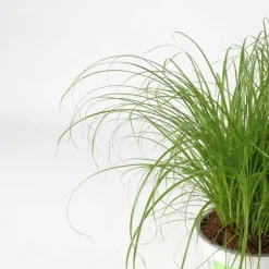 Plant in a Box Kattengras - Set van 4 - Cyperus zumula - Hoogte 30-40cm - ⌀12cm