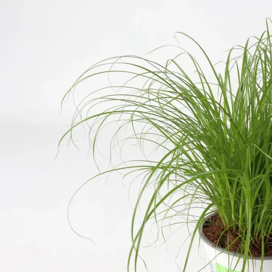 Plant in a Box Kattengras - Set van 4 - Cyperus zumula - Hoogte 30-40cm - ⌀12cm