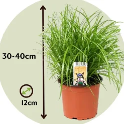 Plant in a Box Kattengras - Set van 4 - Cyperus zumula - Hoogte 30-40cm - ⌀12cm