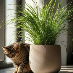 Plant in a Box Kattengras - Set van 4 - Cyperus zumula - Hoogte 30-40cm - ⌀12cm