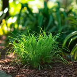 Plant in a Box Kattengras - Set van 4 - Cyperus zumula - Hoogte 30-40cm - ⌀12cm