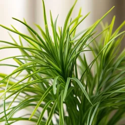 Plant in a Box Kattengras - Set van 4 - Cyperus zumula - Hoogte 30-40cm - ⌀12cm
