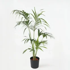 Plant in a Box Kentiapalm - Howea forsteriana - Hoogte 150-170cm - ⌀24cm