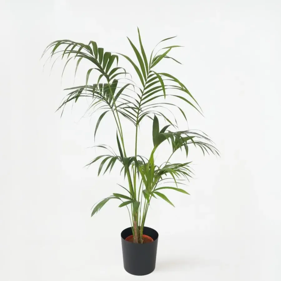 Plant in a Box Kentiapalm - Howea forsteriana - Hoogte 150-170cm - ⌀24cm