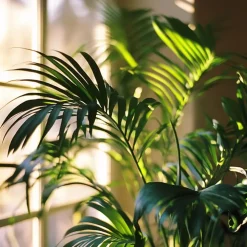 Plant in a Box Kentiapalm - Howea forsteriana - Hoogte 150-170cm - ⌀24cm