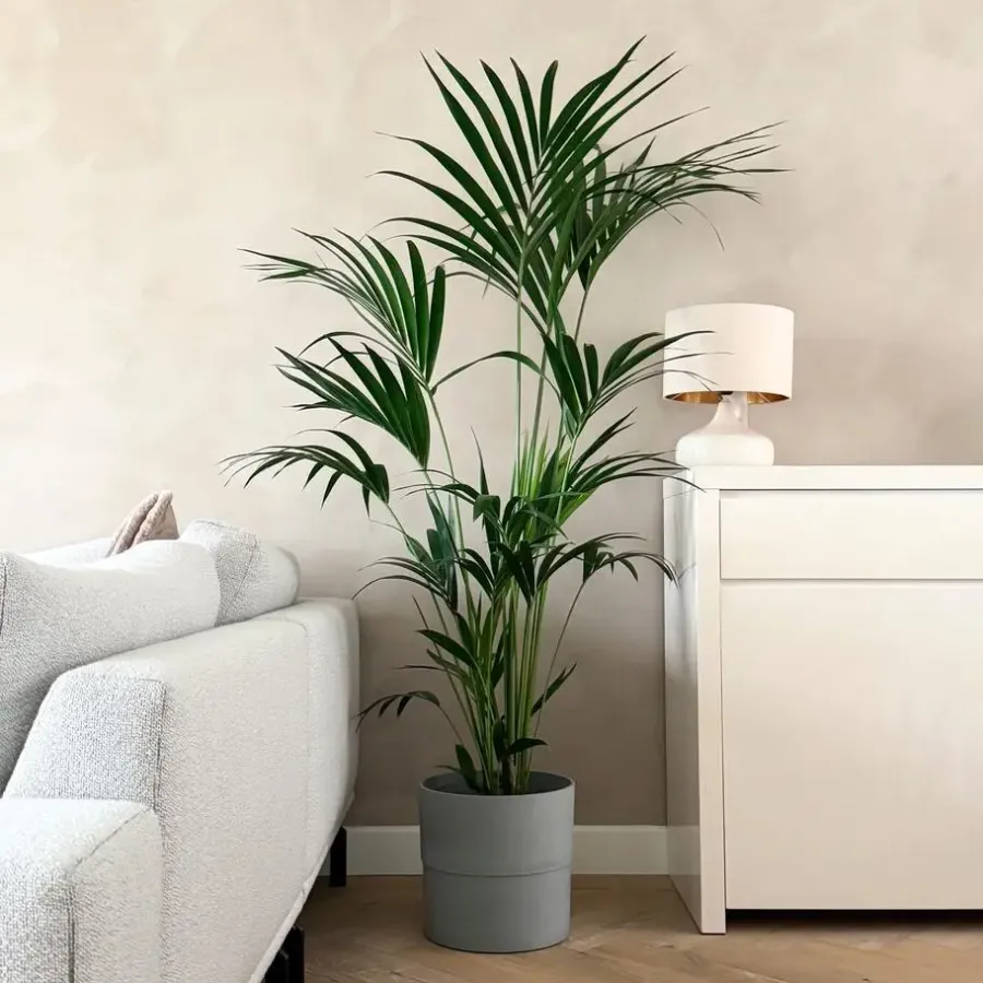 Plant in a Box Kentiapalm - Howea forsteriana - Hoogte 150-170cm - ⌀24cm