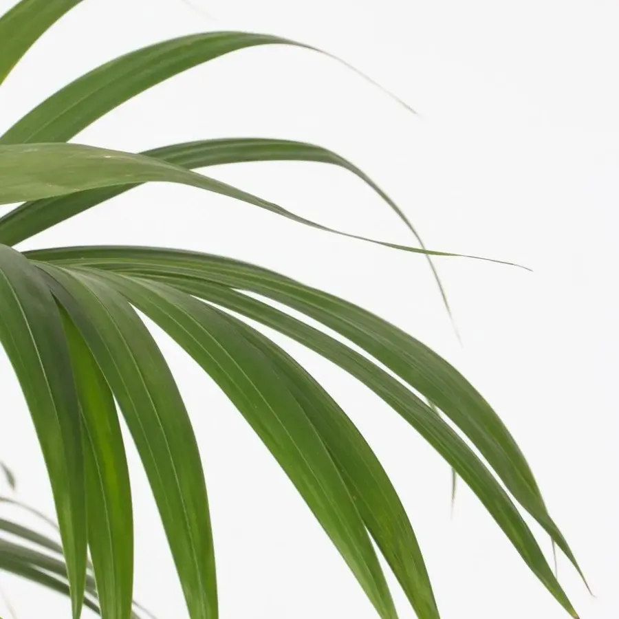 Plant in a Box Kentiapalm - Howea forsteriana - Hoogte 150-170cm - ⌀24cm
