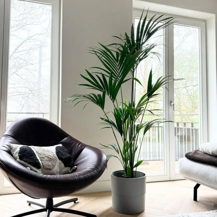 Plant in a Box Kentiapalm - Howea forsteriana - Hoogte 150-170cm - ⌀24cm