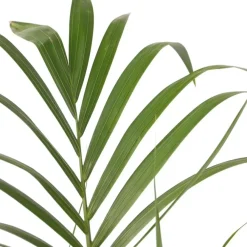 Plant in a Box Kentiapalm - Howea forsteriana - Hoogte 150-170cm - ⌀24cm