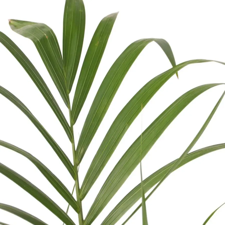 Plant in a Box Kentiapalm - Howea forsteriana - Hoogte 150-170cm - ⌀24cm