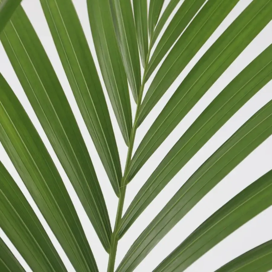 Plant in a Box Kentiapalm - Howea forsteriana - Hoogte 150-170cm - ⌀24cm