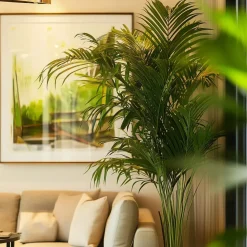 Kamerplanten-Plant in a Box Kentiapalm - Howea forsteriana - Hoogte 130-140cm - ⌀21cm