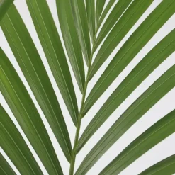 Kamerplanten-Plant in a Box Kentiapalm - Howea forsteriana - Hoogte 130-140cm - ⌀21cm