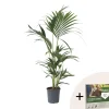 Plant in a Box Kentiapalm - Howea forsteriana - Hoogte 90-100cm - ⌀18cm
