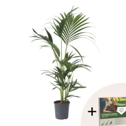 Plant in a Box Kentiapalm - Howea forsteriana - Hoogte 90-100cm - ⌀18cm