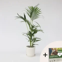 Plant in a Box Kentiapalm - Howea forsteriana - Hoogte 90-100cm - ⌀18cm