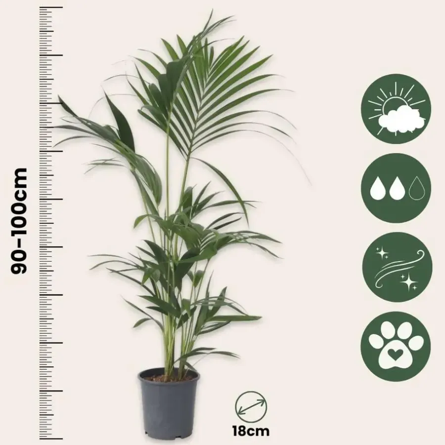 Plant in a Box Kentiapalm - Howea forsteriana - Hoogte 90-100cm - ⌀18cm