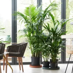 Plant in a Box Kentiapalm - Set van 2 - Howea forsteriana - Hoogte 90-100cm - ⌀18cm