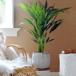 Plant in a Box Kentiapalm - Set van 2 - Howea forsteriana - Hoogte 90-100cm - ⌀18cm