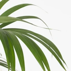 Plant in a Box Kentiapalm - Set van 2 - Howea forsteriana - Hoogte 90-100cm - ⌀18cm