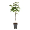 Planten|Bomen-Plant in a Box Kersenboom - Prunus avium 'Stella' - Zoete kers - Hoogte 90-110cm - ⌀23cm