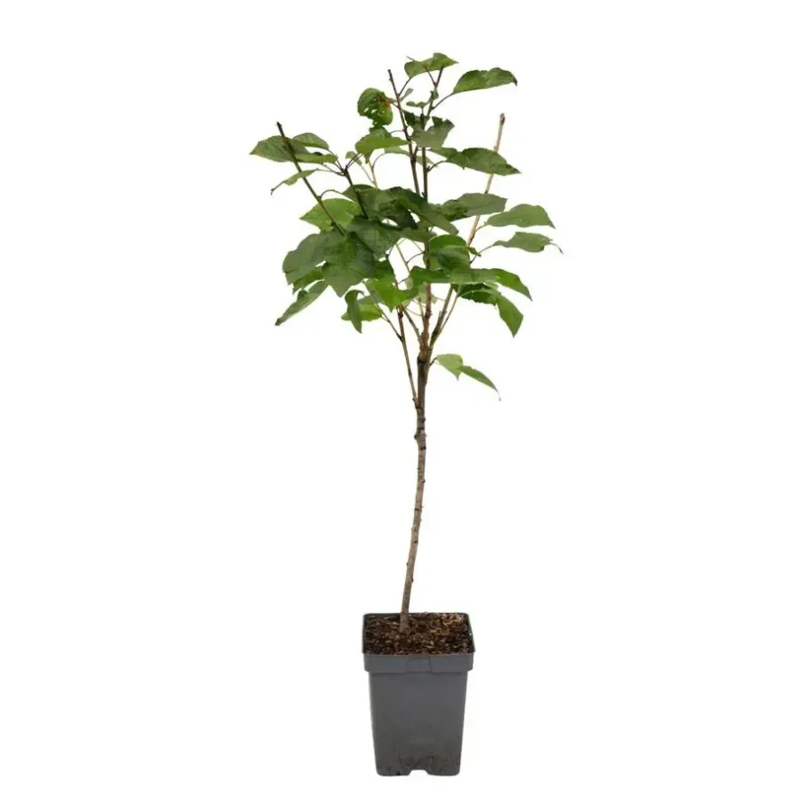 Planten|Bomen-Plant in a Box Kersenboom - Prunus avium 'Stella' - Zoete kers - Hoogte 90-110cm - ⌀23cm