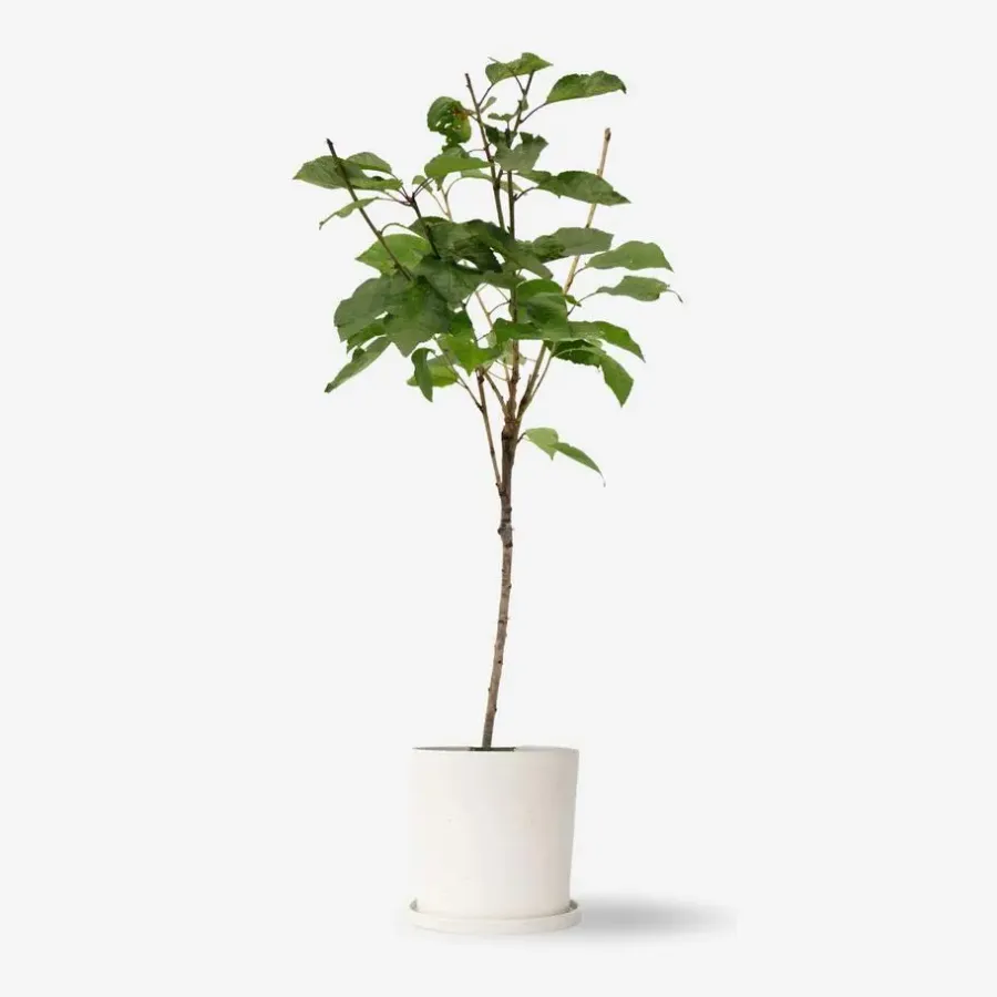 Planten|Bomen-Plant in a Box Kersenboom - Prunus avium 'Stella' - Zoete kers - Hoogte 90-110cm - ⌀23cm