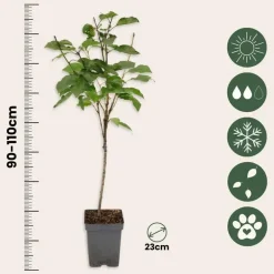Planten|Bomen-Plant in a Box Kersenboom - Prunus avium 'Stella' - Zoete kers - Hoogte 90-110cm - ⌀23cm