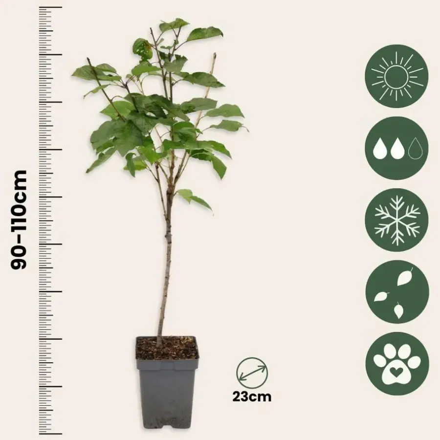 Planten|Bomen-Plant in a Box Kersenboom - Prunus avium 'Stella' - Zoete kers - Hoogte 90-110cm - ⌀23cm
