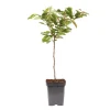 Plant in a Box Kersenboom - Prunus avium - Zoete kers - Hoogte 90-110cm - ⌀23cm